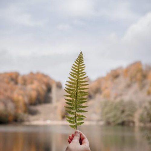 leaf image on disclaimer page